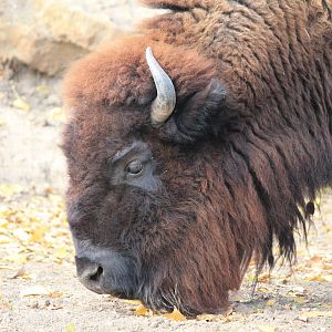 American Bison