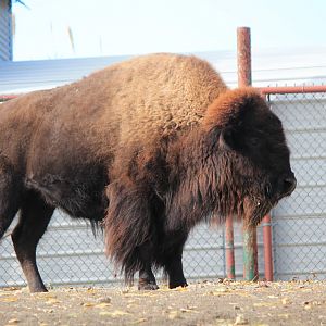 American Bison