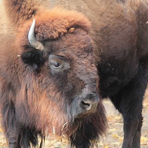 American Bison
