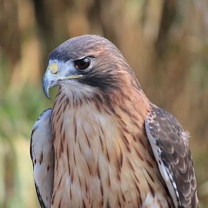 Red-Tailed Hawk