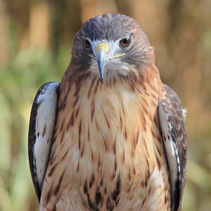 Red-Tailed Hawk