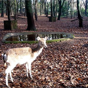 Fallow Deer at Parque Biológico de Gaia, 1/1/2013