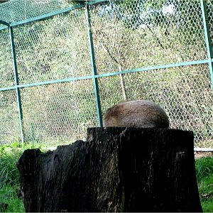 Sleeping Red Fox at Parque Biológico de Gaia, 1/1/2013