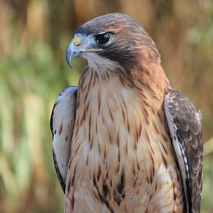 Red-Tailed Hawk