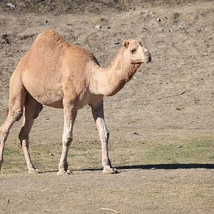 Dromedary