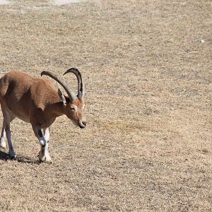 Nubian Ibex