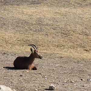 Nubian Ibex
