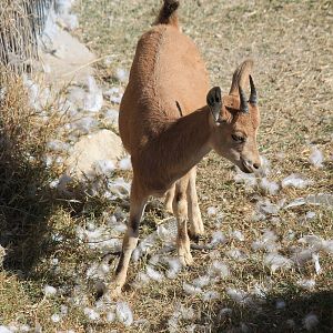 Nubian Ibex