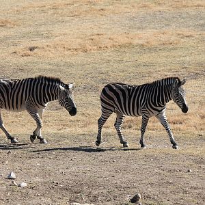 Plains Zebra