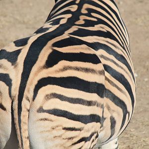 Plains Zebra