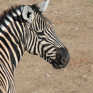Plains Zebra