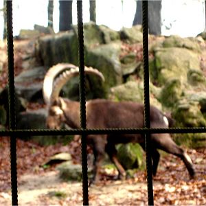 Spanish Ibex at Parque Biológico de Gaia, 1/1/2013