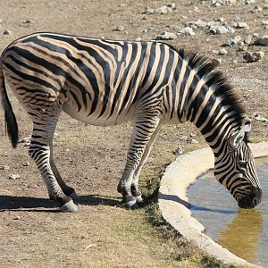 Plain's Zebra