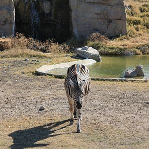 Plain's Zebra