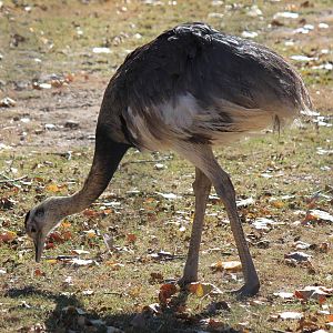 Greater Rhea