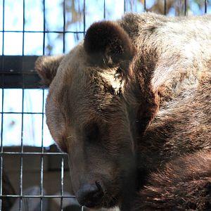 Syrian Brown Bear