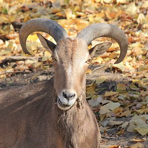 Aoudad