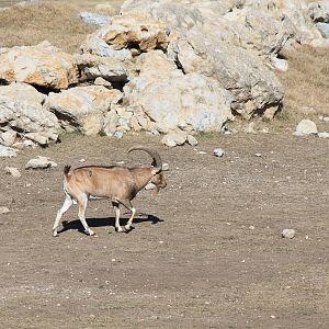 Nubian Ibex