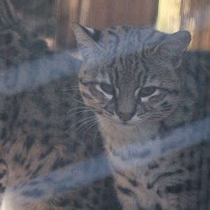 Geoffroy's Cat