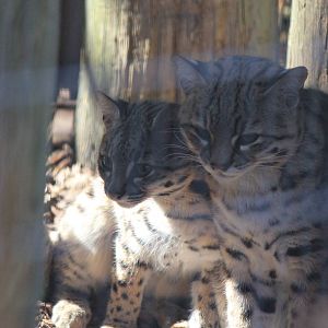 Geoffroy's Cat