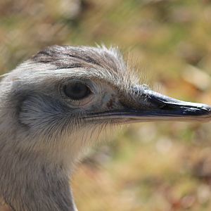 Greater Rhea