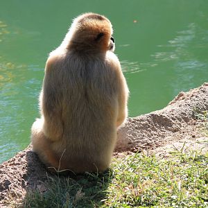 Northern White-Cheeked Gibbon