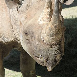 Southern Black Rhino