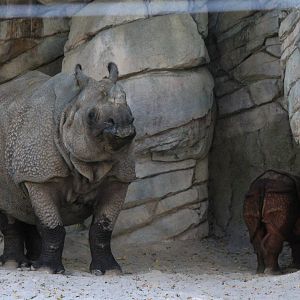 Indian Rhinos
