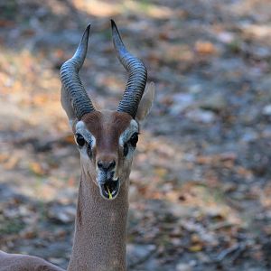 Gerenuk