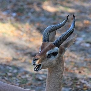 Gerenuk