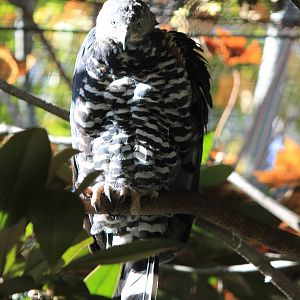 African Crowned Eagle