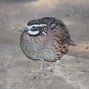 Northern Bobwhite