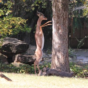 Gerenuk