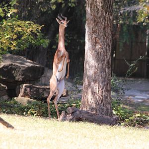 Gerenuk