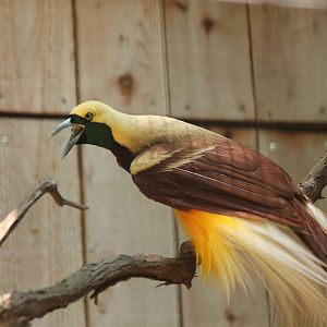 Lesser Bird of Paradise