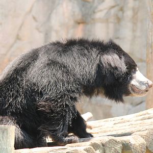 Sloth Bear