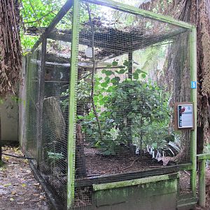 Little Owl Aviary - Otorohanga Kiwi House Dec 2012