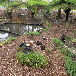 Renovated Wetland Exhibit - Otorohanga Kiwi House Dec 2012
