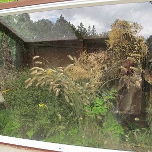Gecko Exhibit - Otorohanga Kiwi House Dec 2012