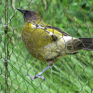 Bellbird - Otorohanga Kiwi House Dec 2012