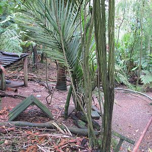 Walkthrough Aviary - Otorohanga Kiwi House Dec 2012
