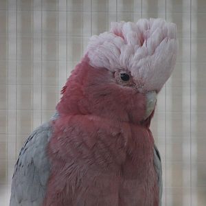 galah