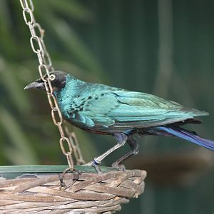 long-tailed glossy starling