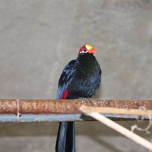violet turaco