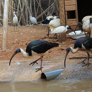 Bird Park Malta - Straw-necked Ibis