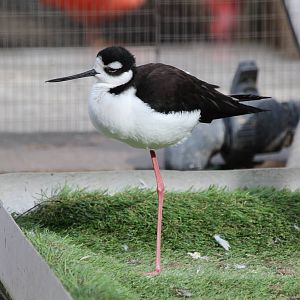 Bird Park Malta - Black-necked Stilt