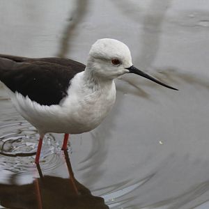 Bird Park Malta - Black-winged Stilt
