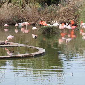 Bird Park Malta - Flamingo Enclosure