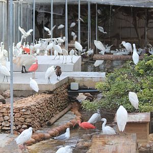 Bird Park Malta - Main Aviary