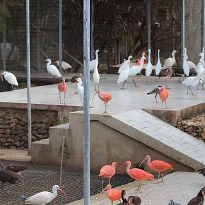 Bird Park Malta - Main Aviary